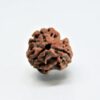 orginal-3-mukhi-rudraksha.jpg 3 Mukhi Rudraksha Nepali