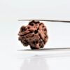 orginal-3-mukhi-rudraksha3.jpg 3 Mukhi Rudraksha Nepali