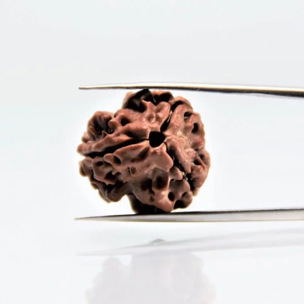 orginal-3-mukhi-rudraksha3.jpg 3 Mukhi Rudraksha Nepali