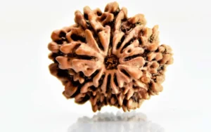 11 Mukhi Rudraksha Nepali