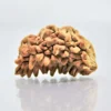 1 Mukhi Rudraksha Indian