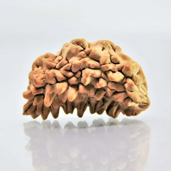 1 Mukhi Rudraksha Indian