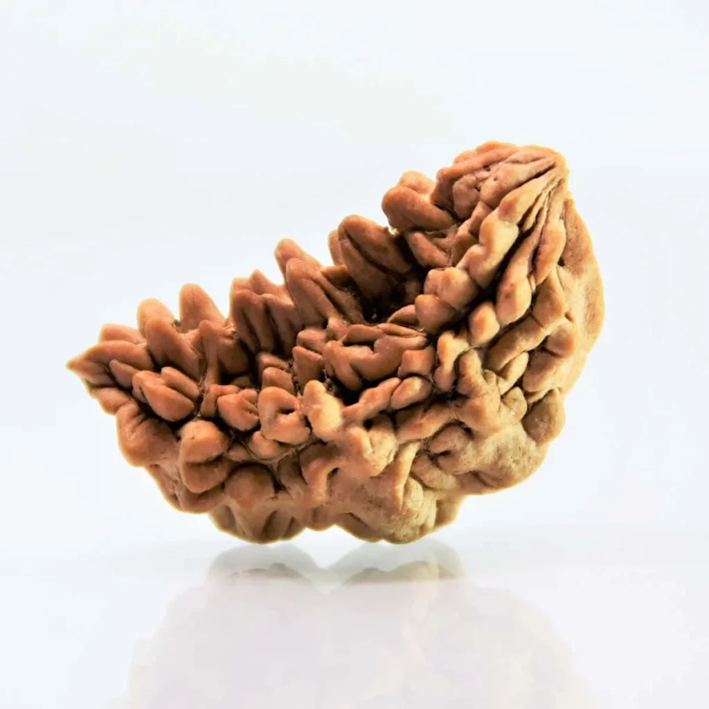 1 Mukhi Rudraksha Indian