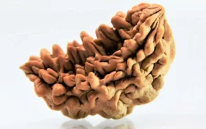 1 Mukhi Rudraksha Indian