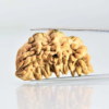 1 Mukhi Rudraksha Indian