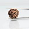 rudraksh-4mukhi-D0821-rg-rud-4muk-2.jpg 4 Mukhi Nepali Rudraksha