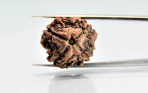 4 Mukhi Nepali Rudraksha