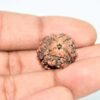 rudraksh-4mukhi-D0821-rg-rud-4muk-5.jpg 4 Mukhi Nepali Rudraksha