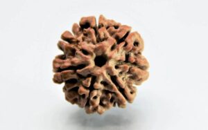7 Mukhi Rudraksha Nepali