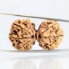 rudraksh-gorishankar-D0821-rg-rud-gs-2.jpg Gaurishankar Rudraksha Nepali