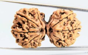 Gaurishankar Rudraksha Nepali