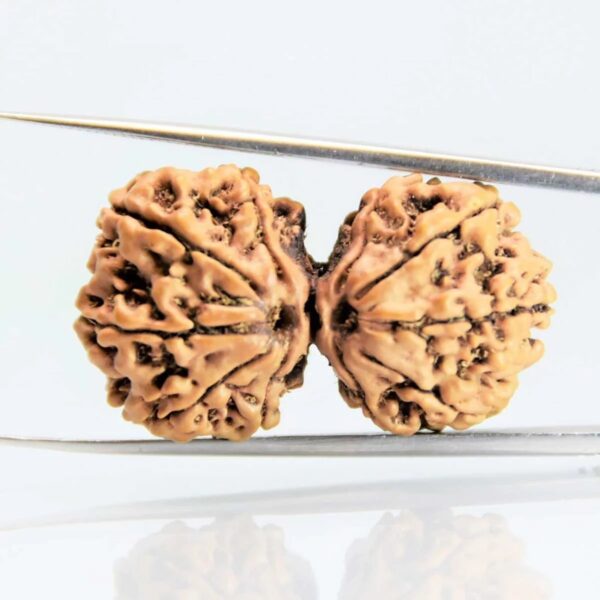rudraksh-gorishankar-D0821-rg-rud-gs-2.jpg Gaurishankar Rudraksha Nepali