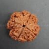 whatsappimage2023-09-06at14-41-23-250x250-1.jpg 4 Mukhi Nepali Rudraksha