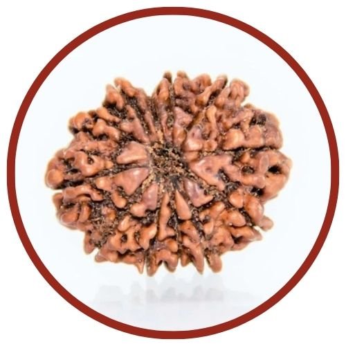 Natural Rudraksha