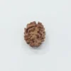 2-faced-rudraksha-250x250 2 Mukhi Nepali Rudraksha