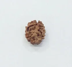 2-faced-rudraksha-250x250 2 Mukhi Nepali Rudraksha