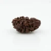 2 mukhi rudraksha 2 mukhi rudraksha