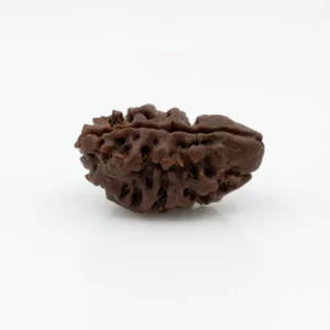 2 mukhi rudraksha 2 mukhi rudraksha