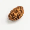 8481bc76-20b6-49fb-abfe-483f4904b9be Certified 2 Mukhi Rudraksha