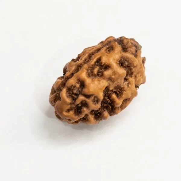 8481bc76-20b6-49fb-abfe-483f4904b9be Certified 2 Mukhi Rudraksha